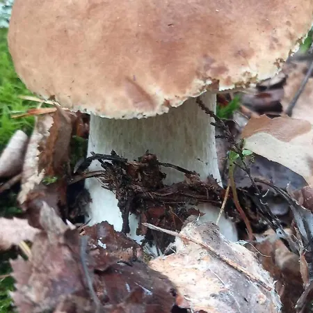 Holenderki Na Zielonych Wzgorzach, بيت للعطل *