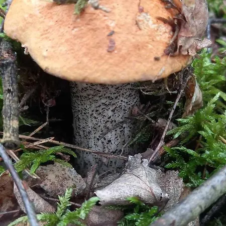 بيت للعطل Holenderki Na Zielonych Wzgorzach,