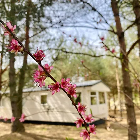 Holenderki Na Zielonych Wzgorzach,