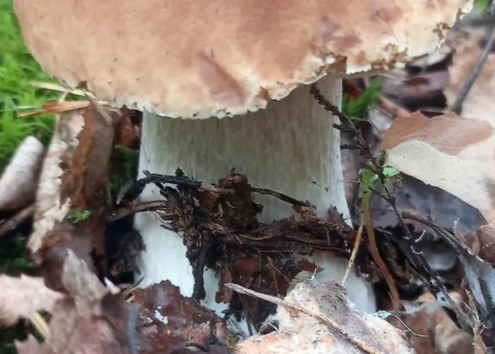 Holenderki Na Zielonych Wzgorzach, Holiday home *