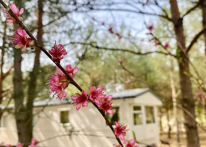 Holenderki Na Zielonych Wzgorzach,